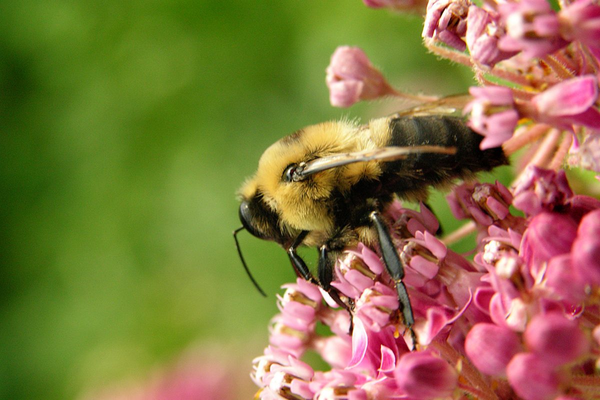 Stinging Insect Allergies