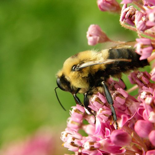 Stinging Insect Allergies